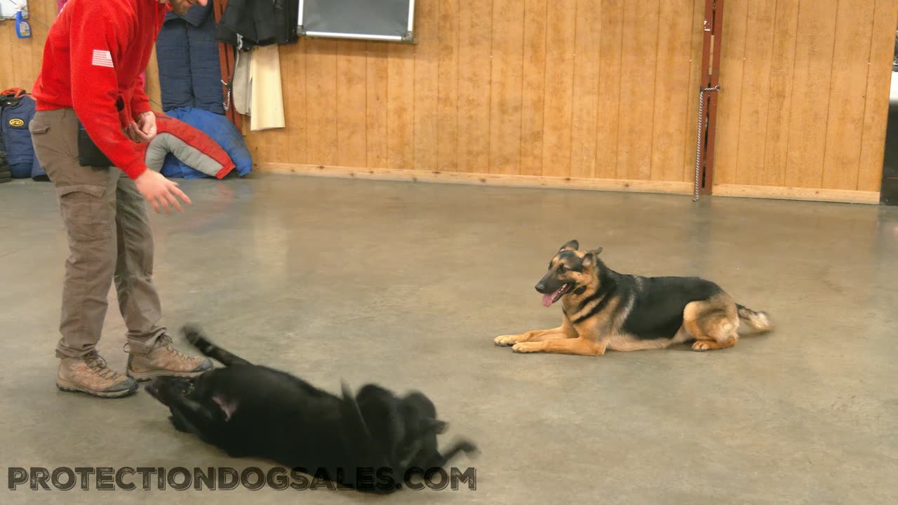 German Shepherd Tandem Obedience