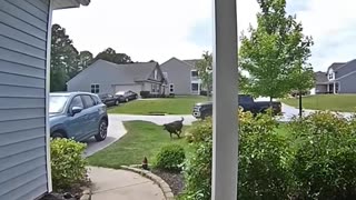 😂🐶 This Cat's Hello is Too Much! | FunFM