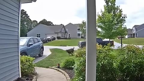 😂🐶 This Cat's Hello is Too Much! | FunFM