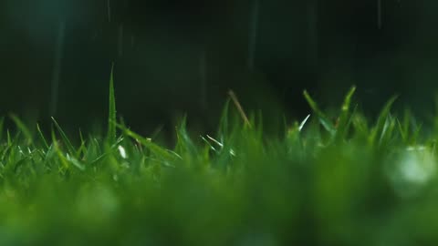 Garden Rain Skipping
