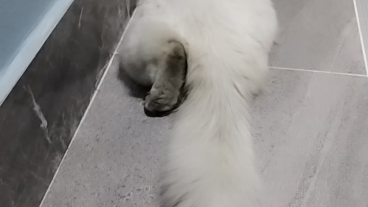 Cat animal love