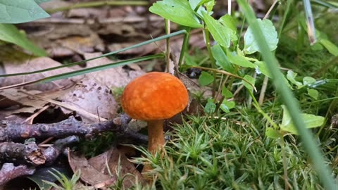 Penny Bun Mushroom