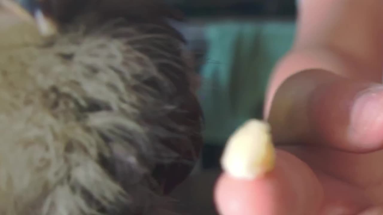 Will baby chicks eat a banana or......
