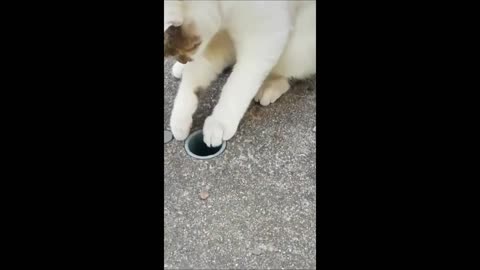 😂“Funny Cats & Dogs 2025🤣 | Hilarious Pet Moments That’ll Make Your Day!”😹