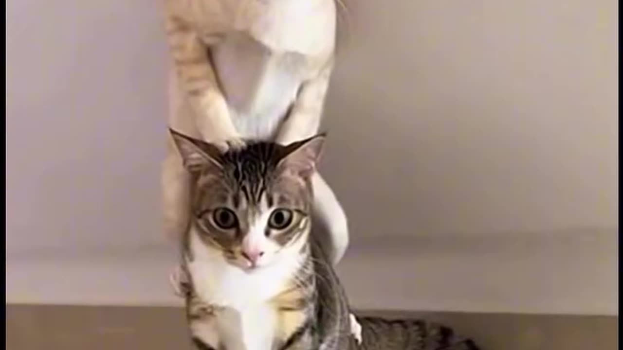 این دو تا گربه مسخره از یه مارمولک میترسن