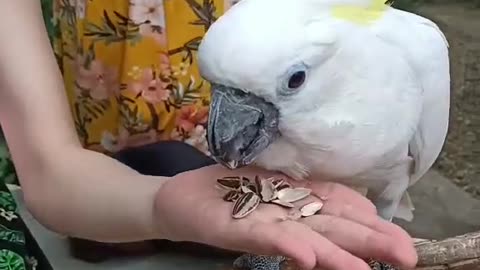 Up Close with Feathered Friends – Bird Feeding at Yoki’s Farm