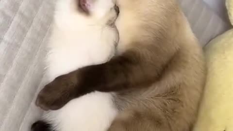 Cute and happy cats family