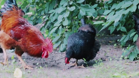 Cock