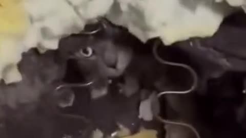 Animal caught on camera