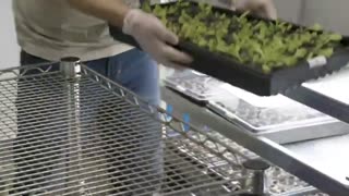 From seed to harvest, all in a FarmBox