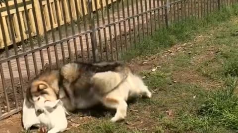 Funny video