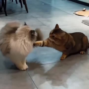 Cat Fight: Ninja Edition دعوای گربه‌ها: نسخه نینجا