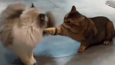 Cat Fight: Ninja Edition دعوای گربه‌ها: نسخه نینجا