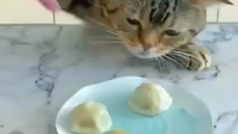 Funny cat videos