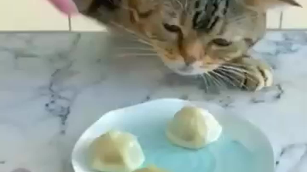 Funny cat videos