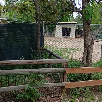 May 2025 Pueblo Zoo Trip Part 5