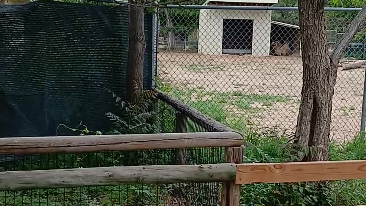 May 2025 Pueblo Zoo Trip Part 5