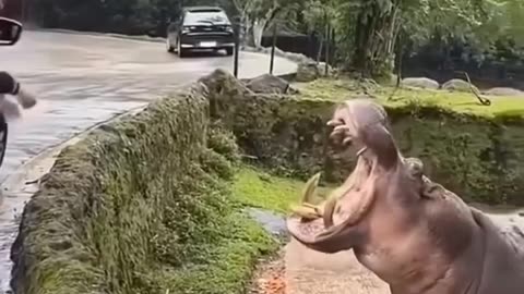 Funny Hippo Feeding Video
