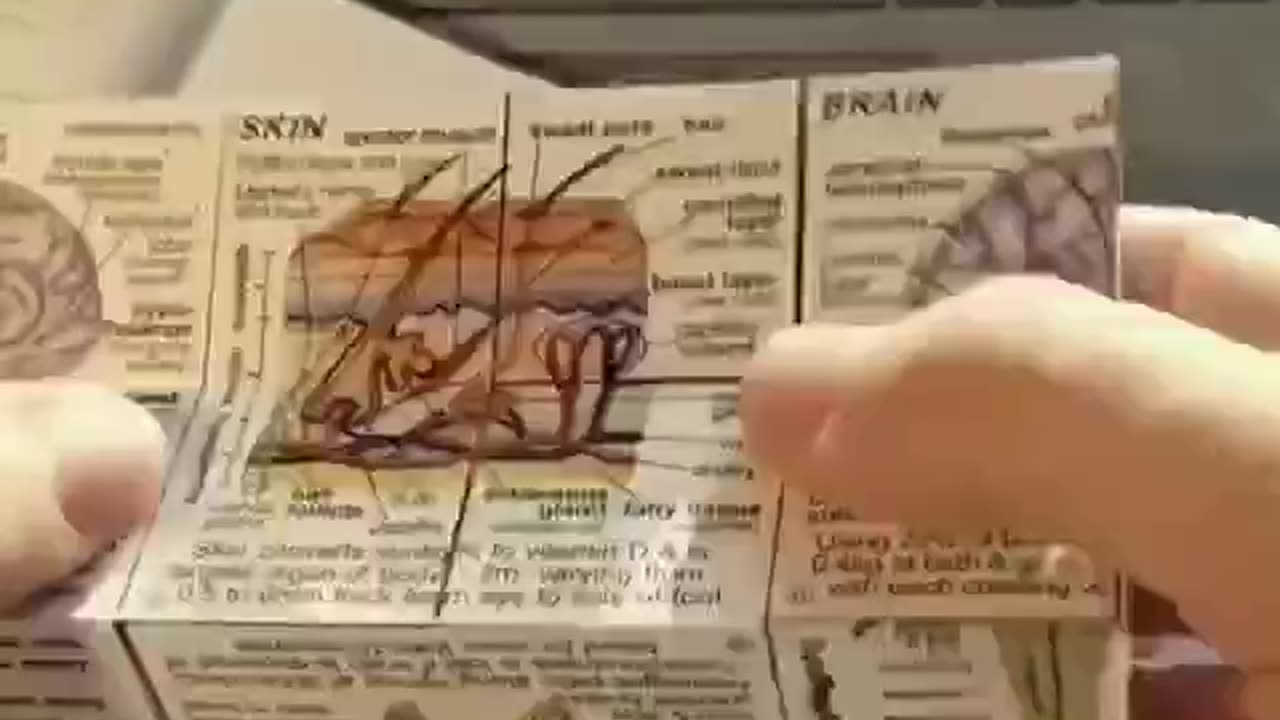 The human body cube a creative way of studying anatomy