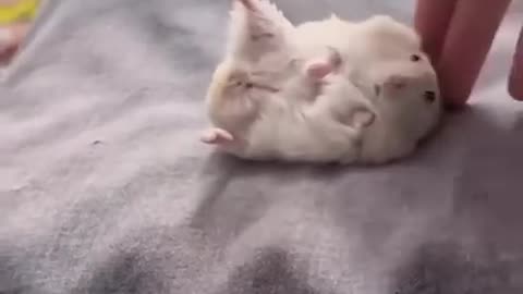 Funny dog reaction 6