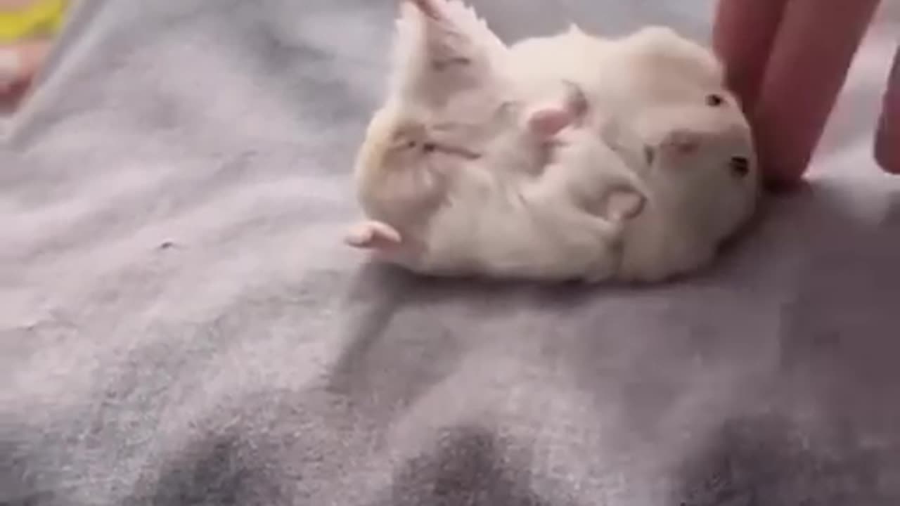 Funny dog reaction 6