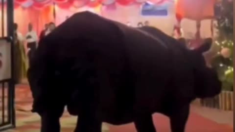 VIRAL: Video of a strange guest trembling with fear at a wedding ceremony