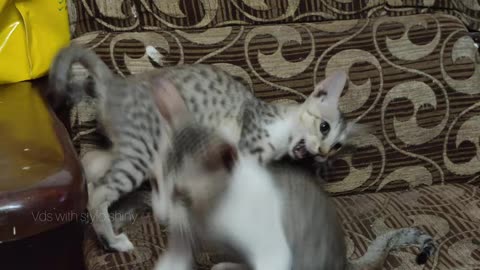 hilarious-animal-compilation-718----funniest-cats-videos