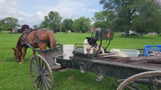ONE HORSE POWER LAWN MOWER