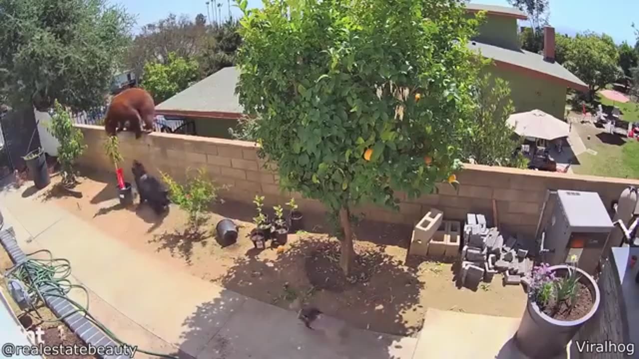 most craziest animal encounters