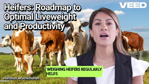Heifers:Roadmap to Optimal Liveweight and Productivity