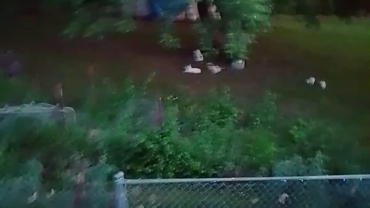 The cat army