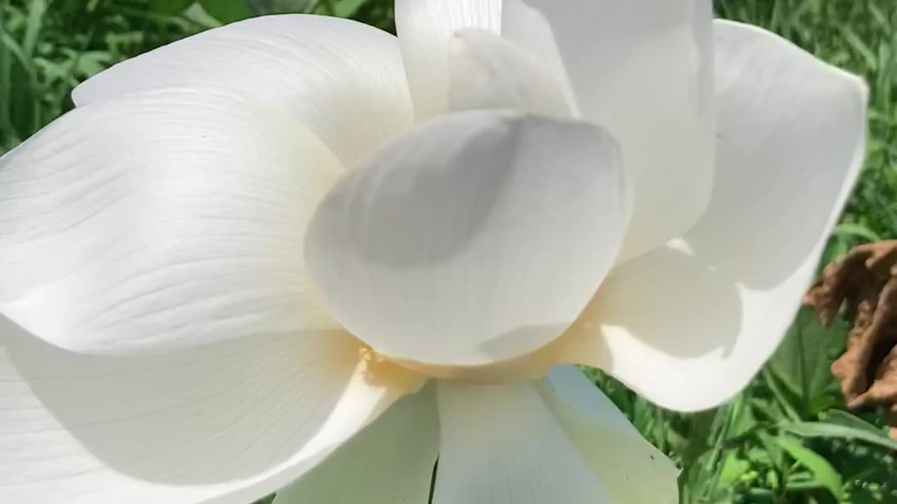 White flower 😨