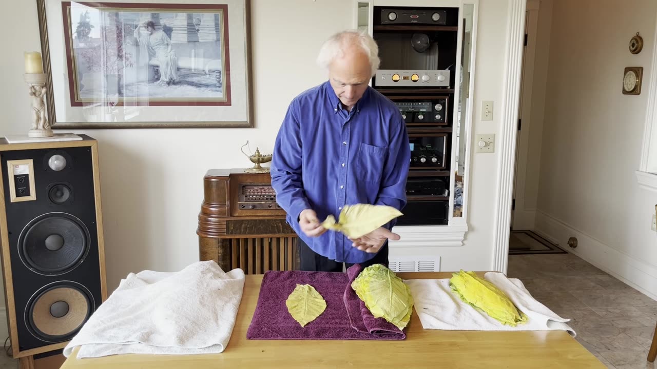 Tobacco Color Curing