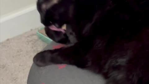 Cute Precious Piper Does a Pedicure - My Adopted Shelter Cat Vlog. #shorts