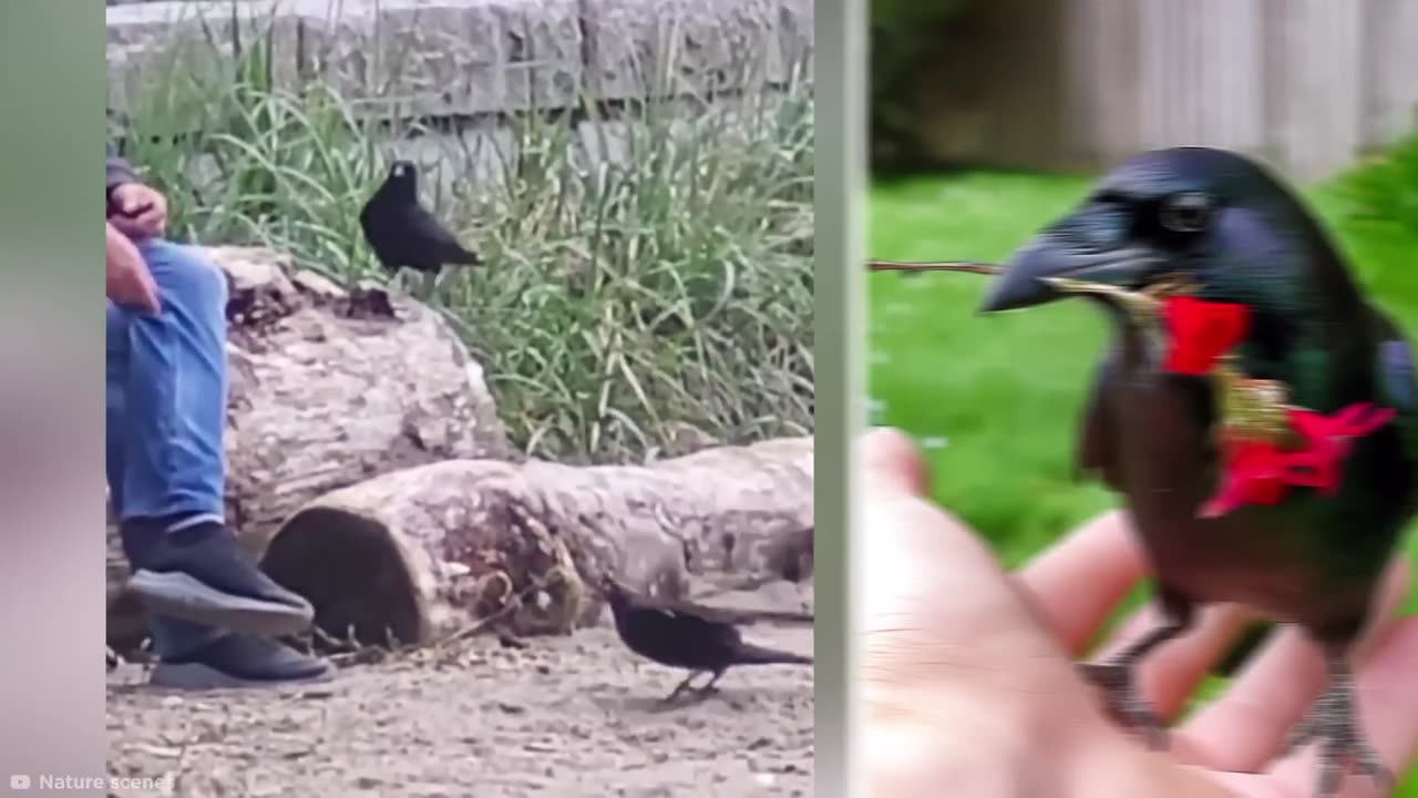 These Birds Were Caught Doing What No One Was Supposed To See