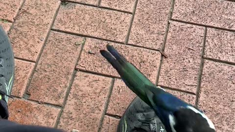 😂🐦 Magpie's Seed Hunt is Epic! | FunFM