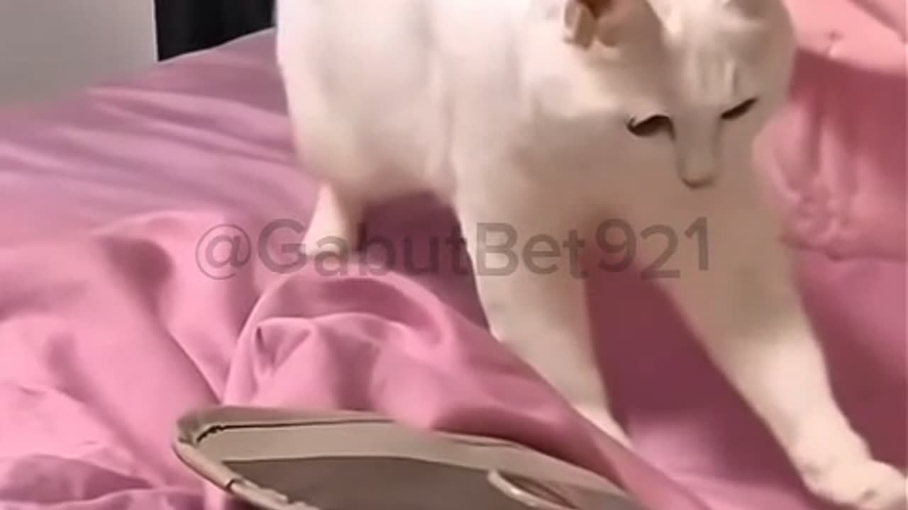 funny cat