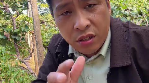 葡萄下树后 先修剪先打药？#葡萄种植 #果树种植 #葡萄高产 #葡萄施肥 #果树施肥