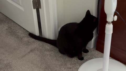 Cute Precious Piper Guards Another Fan - My Adopted Shelter Cat Vlog