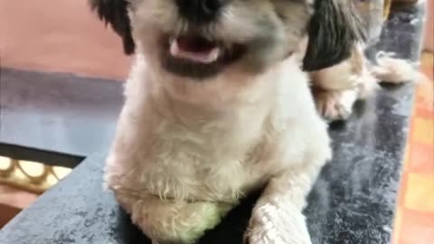 Cute Puppy Singing APT Song, 😁😍😍😂