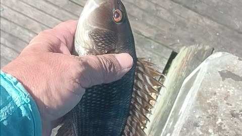 Black Sea bass