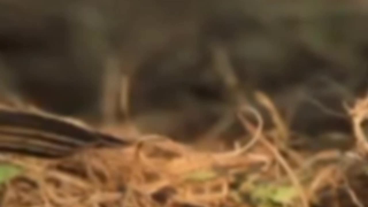 LOVE BIRDS WATCHING