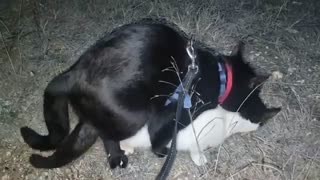 Black Cats Mating