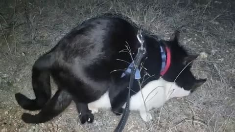Black Cats Mating