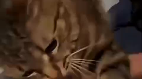 Man and cat