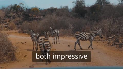 Facts about African Lions