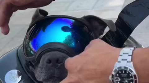Dog’s first motorcycle ride — you’ve gotta see this joy