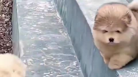 Cute puppies❤️