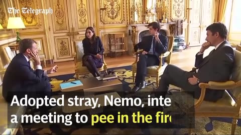 Best funny dogs interrupt work from home live interviews news reports compilation 2021