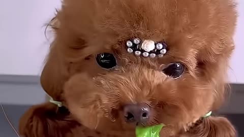 Happi Dog! A miniature poodle can eat almost anything!